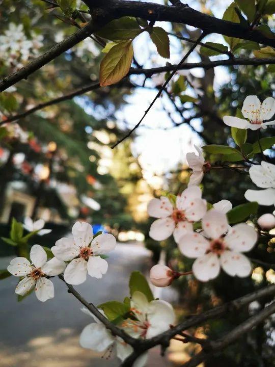 云赏花丨春天里的校园，和影象中一样美